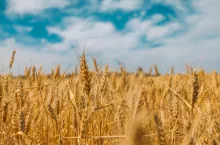Pomimo rekordowej produkcja zbóż w 2021 r. ceny rosną (Unsplash.com/Polina Rytova)