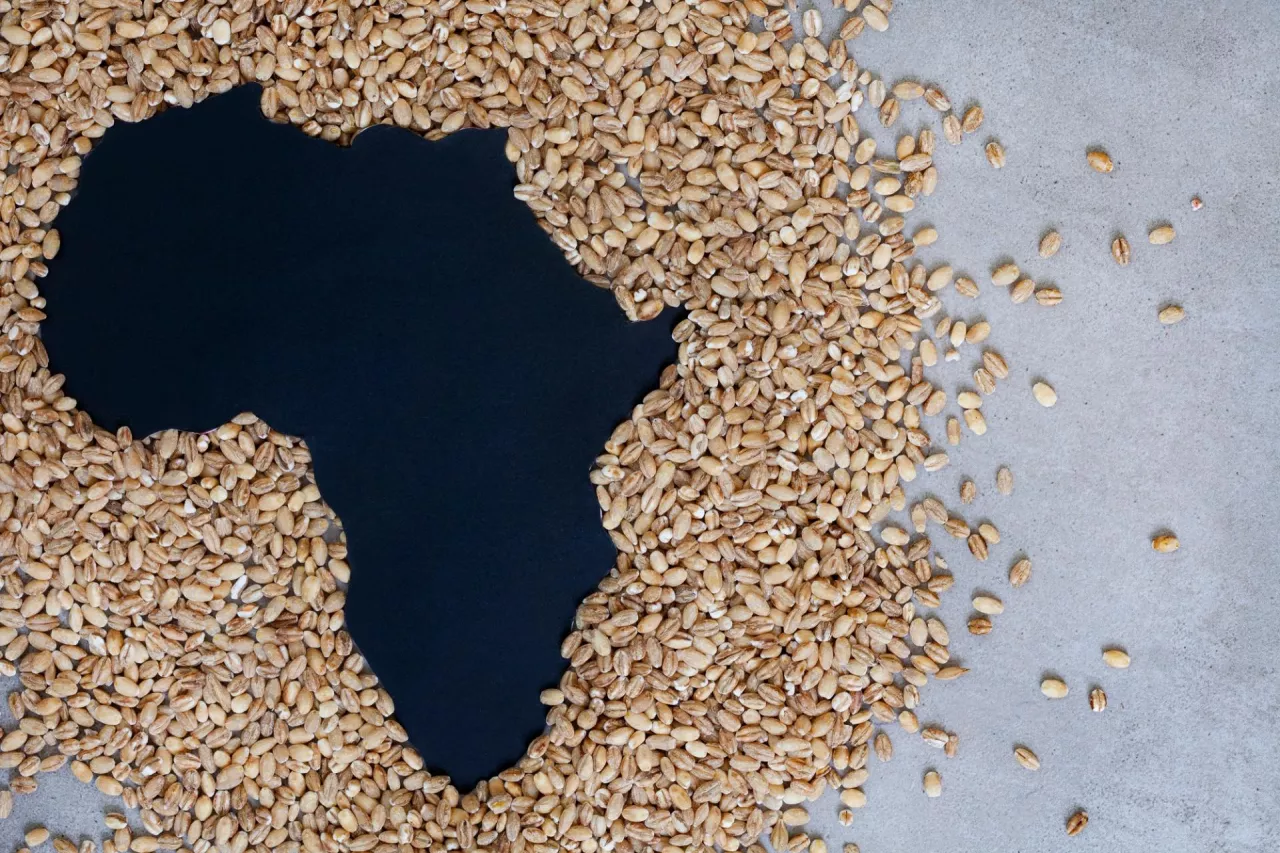 Bezpieczeństwo żywnościowe Afryki jest zagrożone (fot. Shutterstock)