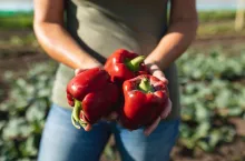 Plantatorzy papryki z południa Mazowsza apelują o nie kupowanie tego warzywa w cenie poniżej 4,50 zł za kilogram (fot. Shutterstock)