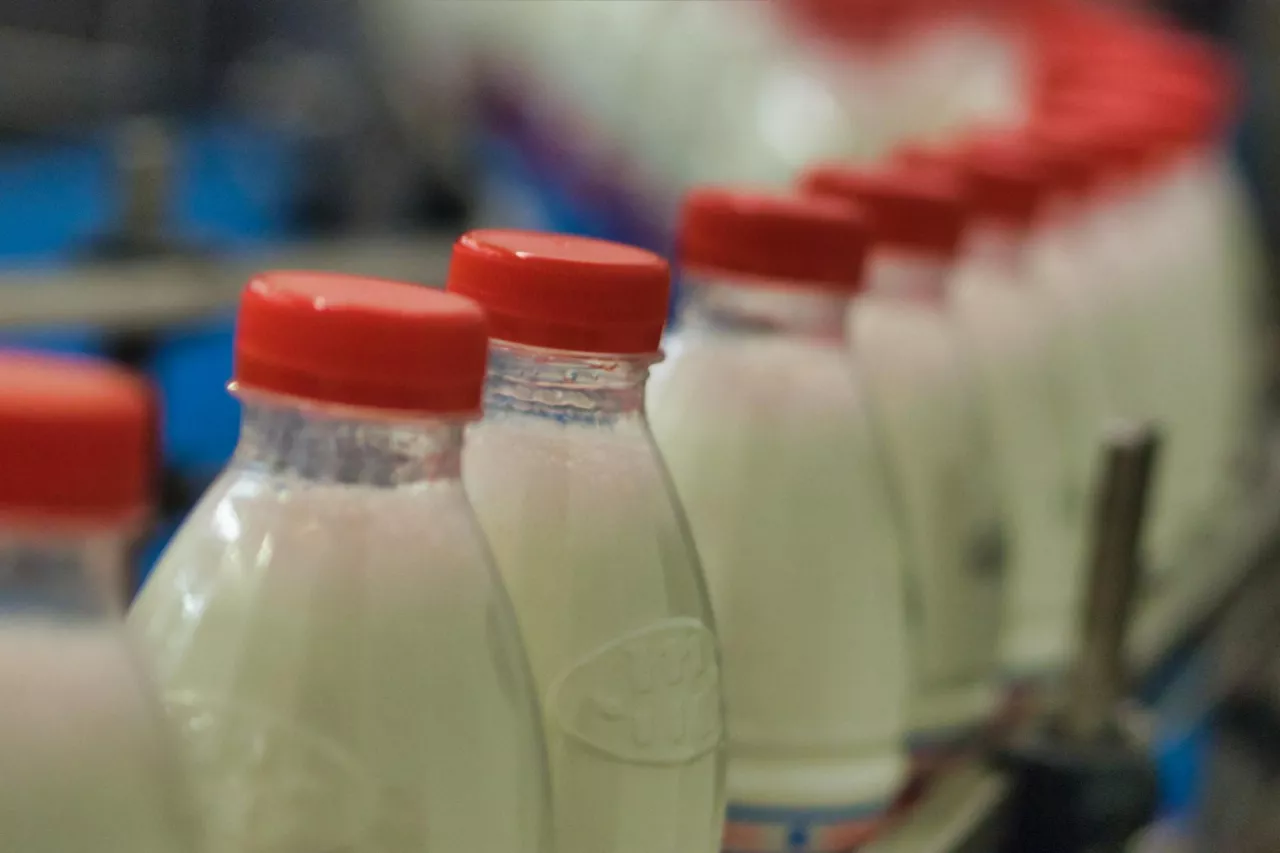 Ograniczenie dostaw energii i gazu spowoduje przerwanie procesów produkcyjnych, co skutkować będzie niedoborem mleka na rynku (fot. Łukasz Rawa/wiadomoscihandlowe.pl)