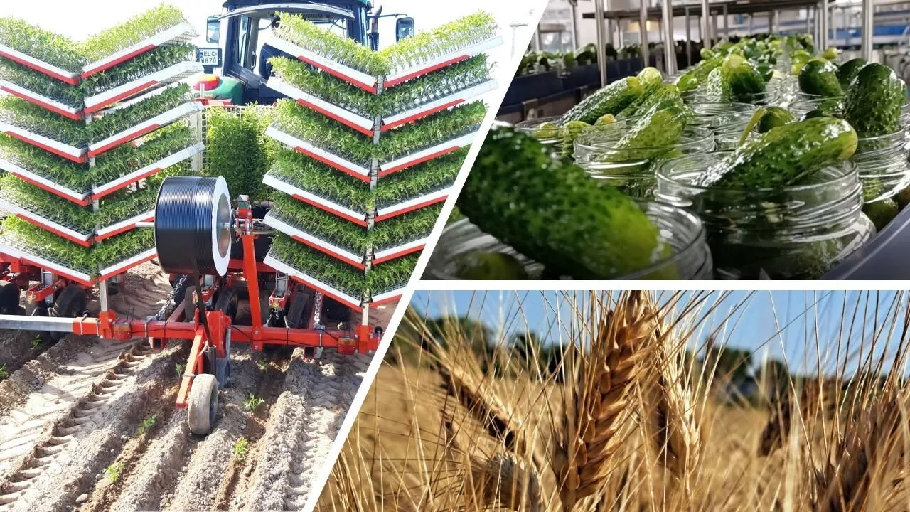 Maspex wspiera zrównoważone rolnictwo (Maspex)