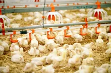 Produkcja kurczaków/zdjęcie ilustracyjne (fot. Shutterstock)