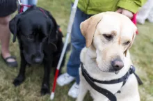 Fundacja Labrador - Pies Przewodnik przeszkoli pracowników Lidla (Shutterstock)
