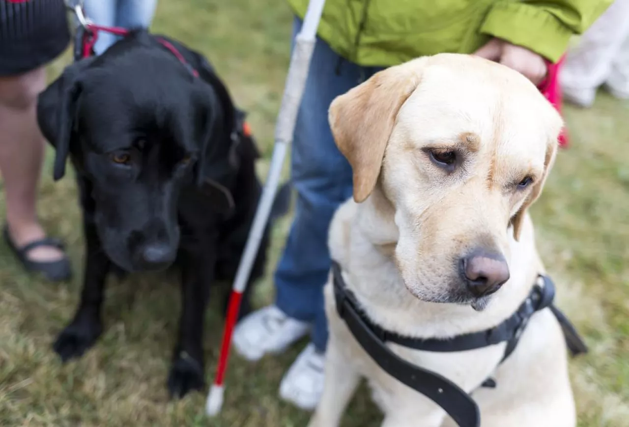 Fundacja Labrador - Pies Przewodnik przeszkoli pracowników Lidla (Shutterstock)