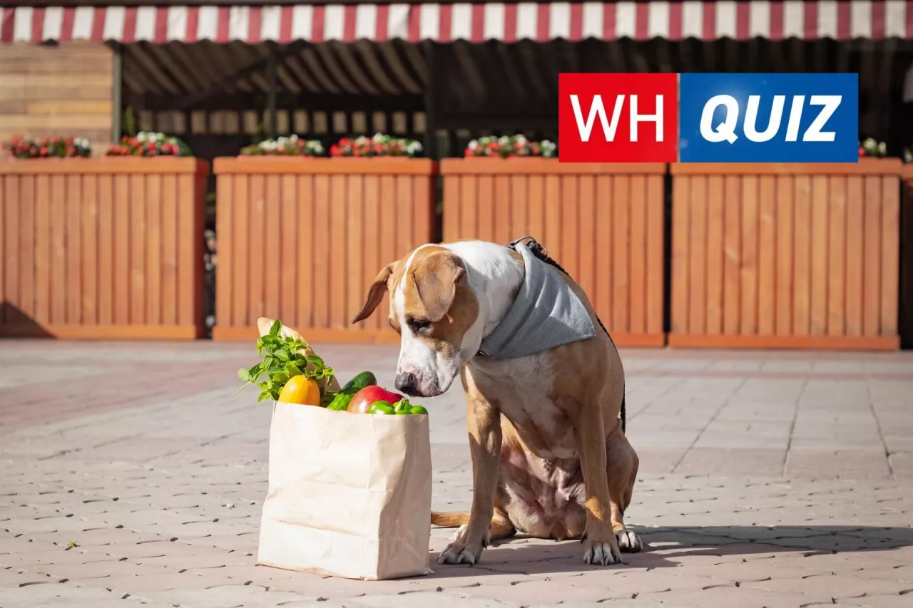 Na ile pytań z WH Quizu potrafisz odpowiedzieć prawidłowo? (fot. Shutterstock)