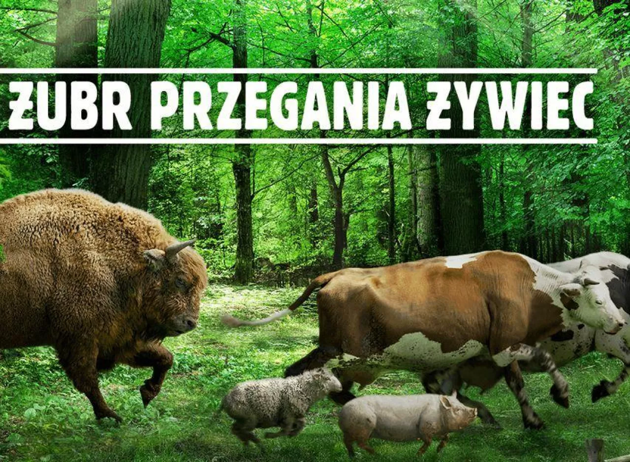 Żubr przegania Żywiec, nowe hasło reklamowe Kompanii Piwowarskiej (Fragment plakatu reklamowego, źródło: Kompania Piwowarska)
