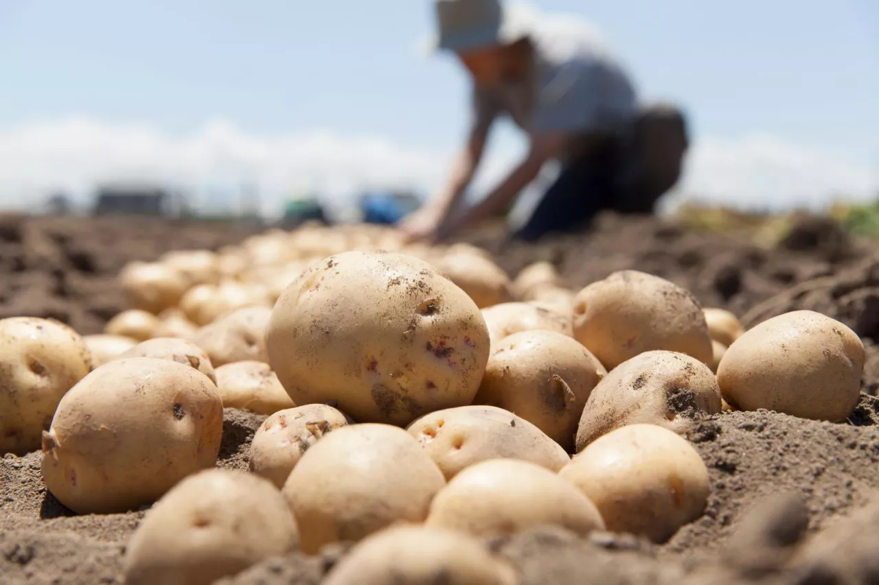UOKiK sprawdza czy czołowi producenci chipsów i frytek nie nadużywali przewagi kontraktowej wobec dostawców ziemniaków (fot. Shutterstock)