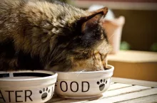 Czy wirus ptasiej grypy mógł być obecny w mięsie drobiowym dla kotów? (Fot. Pixabay)