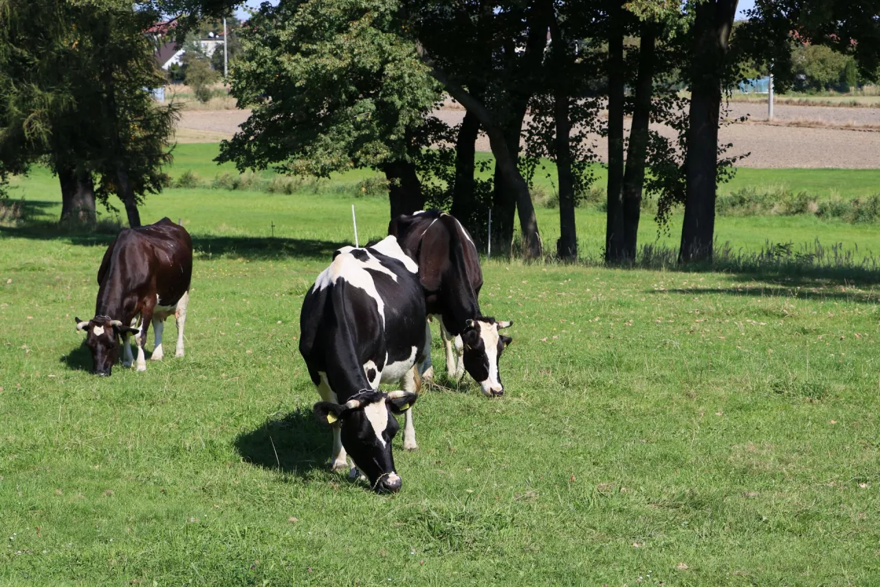 &lt;p&gt;Lidl dostarczy mleko prosto od krowy (fot. Karol Bujoczek)&lt;/p&gt;