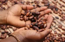 Zmiana trendu na rynku kakao. Rekordowy spadek cen na giełdach (fot. Etty Fidele/Unsplash)