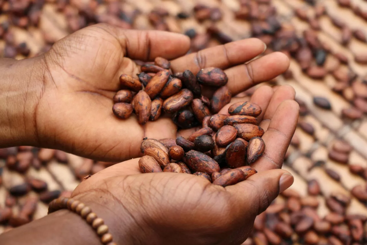 Zmiana trendu na rynku kakao. Rekordowy spadek cen na giełdach (fot. Etty Fidele/Unsplash)