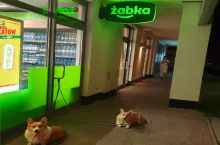 Psy Corgi przy sklepie Żabka na warszawskim Wilanowie (fot. wiadomoscihandlowe.pl)