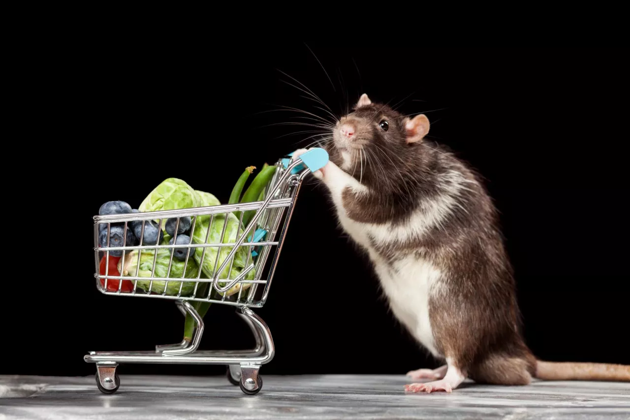 <p>Jak zwalczać szczury w sklepie? (Shutterstock)</p>