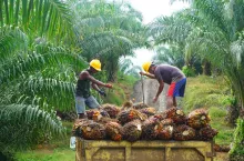 East Kalimantan/IndonesiaMarch 13, 2019Workers on oil palm plantations are harvesting palm fruit, for further processing delivered to palm oil mills.