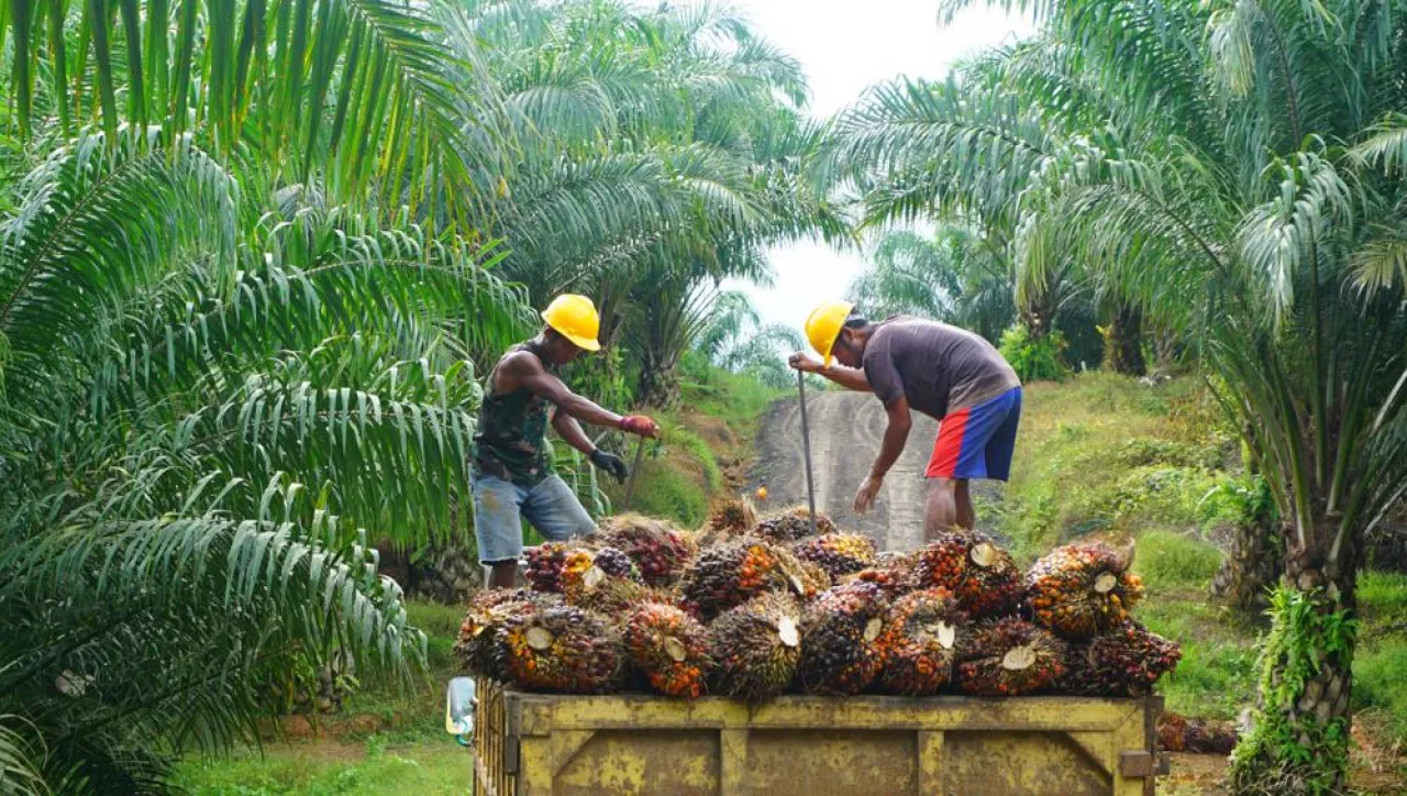 East Kalimantan/IndonesiaMarch 13, 2019Workers on oil palm plantations are harvesting palm fruit, for further processing delivered to palm oil mills.