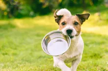 85 proc. opiekunów zwierząt kupuje produkty dla nich w internecie, myśląc że jest tam taniej. UOKiK stwierdził, że niekonicznie tak jest (fot. Shutterstock)