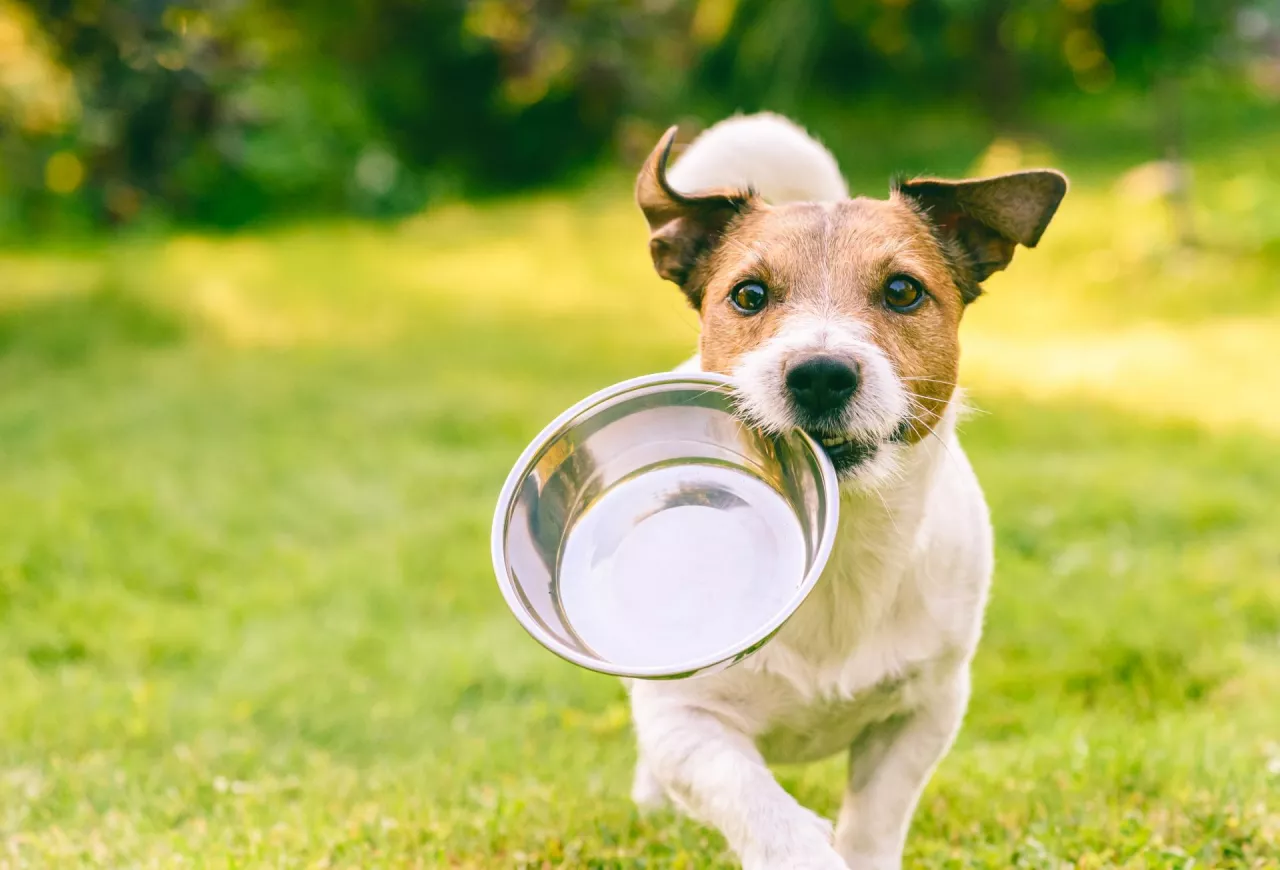 85 proc. opiekunów zwierząt kupuje produkty dla nich w internecie, myśląc że jest tam taniej. UOKiK stwierdził, że niekonicznie tak jest (fot. Shutterstock)