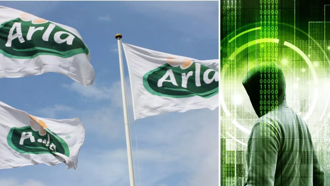 Hackerzy zaatakowali Arla Foods. Gigant mleczarski wstrzymuje produkcję (fot. Arla Foods + Canva)