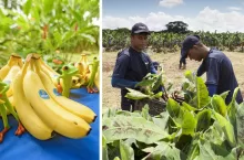 Chiquita zwolni tysiące strajkujących pracowników (fot, Chiquita)