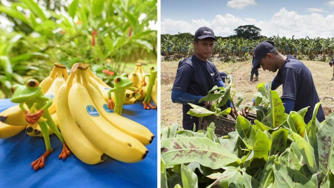 Chiquita zwolni tysiące strajkujących pracowników (fot, Chiquita)