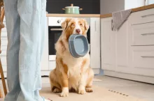 Piwoi lody dla psów są symbolem nowego trendu w żywieniu pupili (fot. Shutterstock)