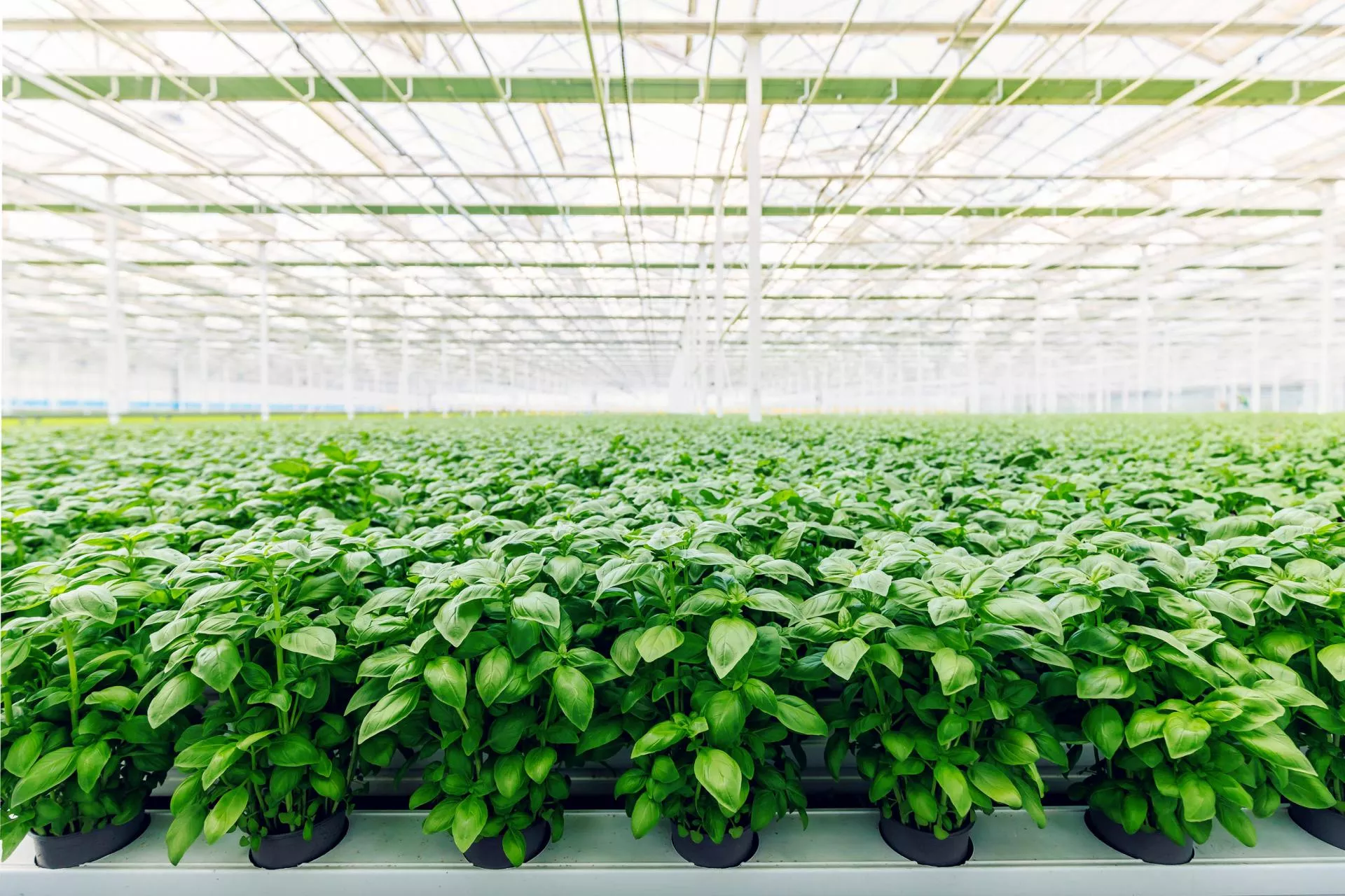 Polskie smart warzywa atakują! Do 2030 r. spółka SVI wyda na rozwój upraw hydroponicznych ponad 200 mln zł