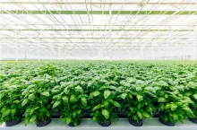 Farma hydroponiczna Smart Vegetable Innovations (fot. Agnieszka Majchrowicz)