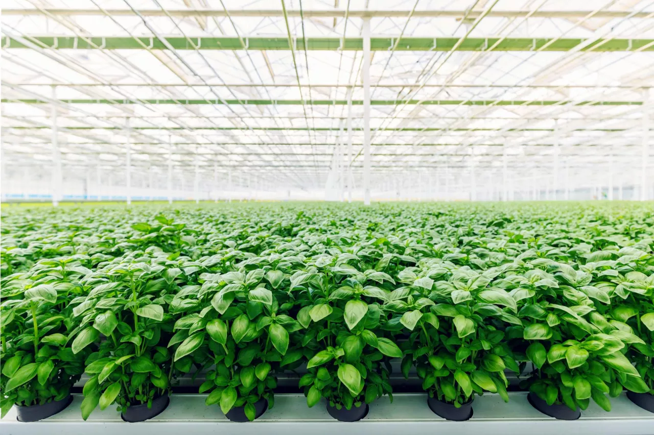 Farma hydroponiczna Smart Vegetable Innovations (fot. Agnieszka Majchrowicz)