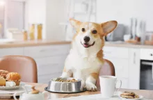 Sprzedaż karmy oraz przysmaków dla psów i kotów od kilku lat notuje dwucyfrowe wzrosty (fot. Shutterstock)