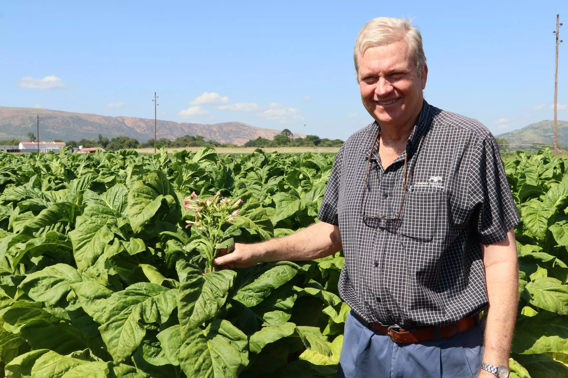 Polscy plantatorzy tytoniu ostrzegają przed bankructwem całego sektora. Tuż po Wszystkich Świętych zwołują ogólnopolską manifestację pod KPRM