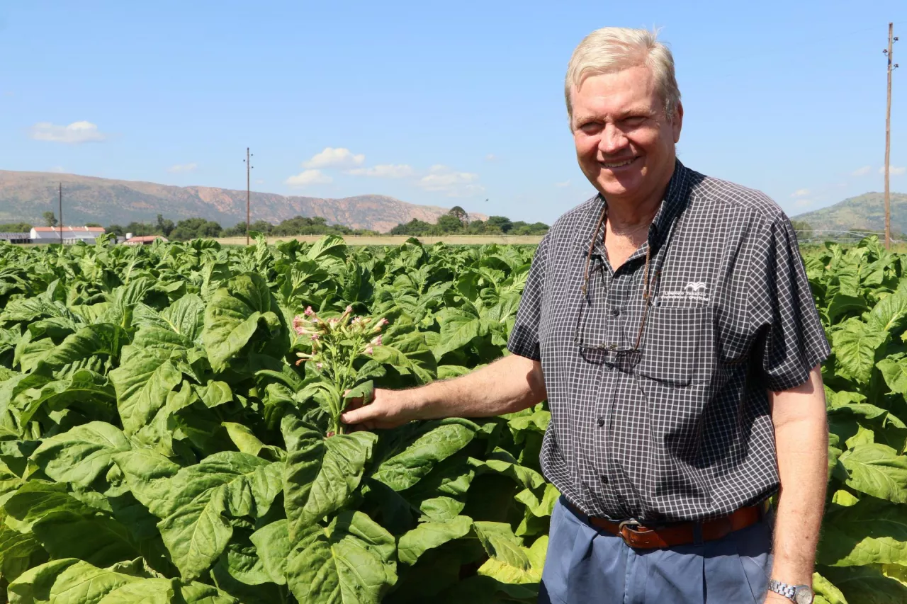 Uprawa tytoniu (fot. Bujoczek)