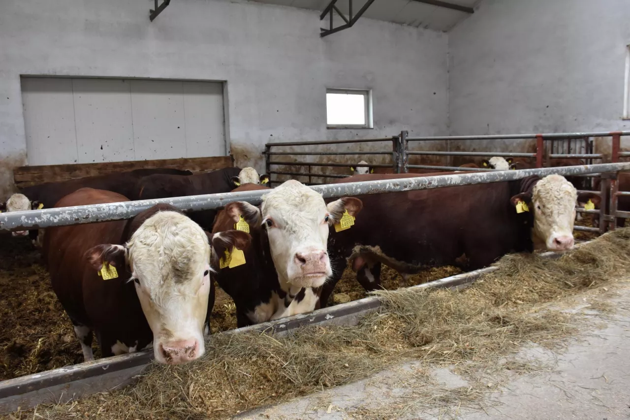 Donald Trump domaga się śledztwa w sprawie cen wołowiny (fot. Andrzej Rutkowski)