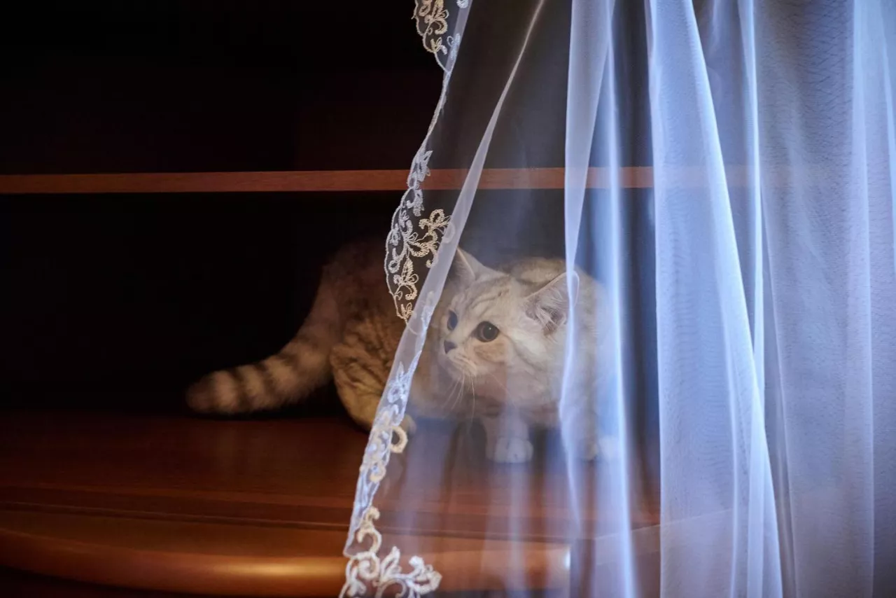 Gotowe firany – szybki sposób na piękne i przytulne wnętrze