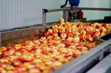 Upadłość Kampol-Fruit. Rentowna firma z długami na 250 mln zł (fot. Shutterstock)