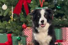 Świąteczne trendy w pet care. Czy Polacy kupują prezenty dla zwierząt? (fot. materiały prasowe)