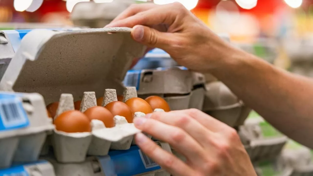 Jaja czasami pochodzą od ”nieszczęśliwych” kurek (fot. Shutterstock)