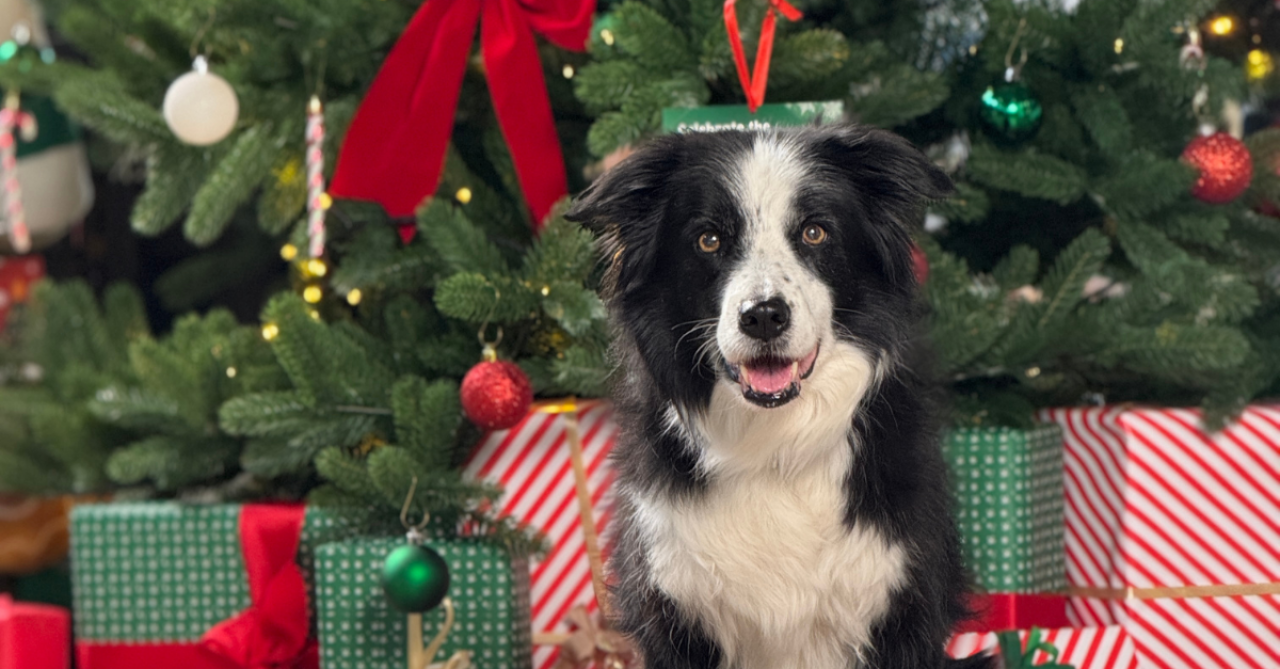 Świąteczne trendy w pet care. Czy Polacy kupują prezenty dla zwierząt? (fot. materiały prasowe)