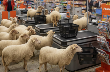 Owce w sklepie (obraz wygenerowany przez Google Gemini AI)