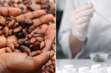 Pierwsze czekolady powstałe z kakao wyhodowanego w laboratorium mają trafić do sprzedaży w Stanach Zjednoczonych pod koniec 2026 roku (fot. Shutterstock)