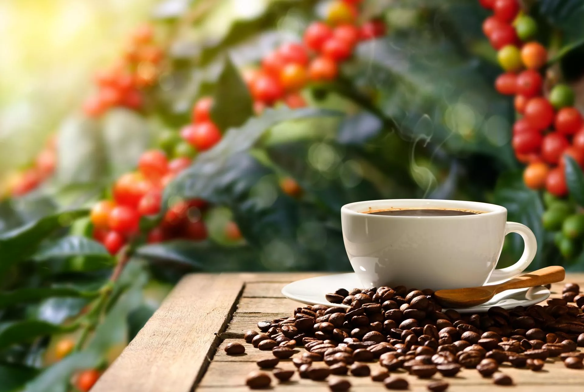 Ulewne deszcze niszczą uprawy kawy w Brazylii. Czy ceny ponownie wzrosną?