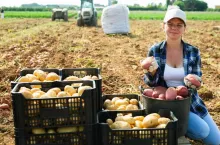 Agro-Polen przejmuje kontrolę nad największym producentem ziemniaków w Polsce (fot. Shutterstock)