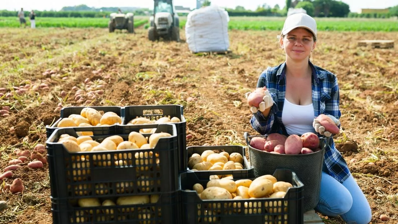 Agro-Polen przejmuje kontrolę nad największym producentem ziemniaków w Polsce (fot. Shutterstock)