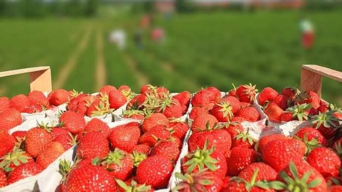 Kiedy polskie truskawki? Znamy datę pierwszych dostaw do sklepów