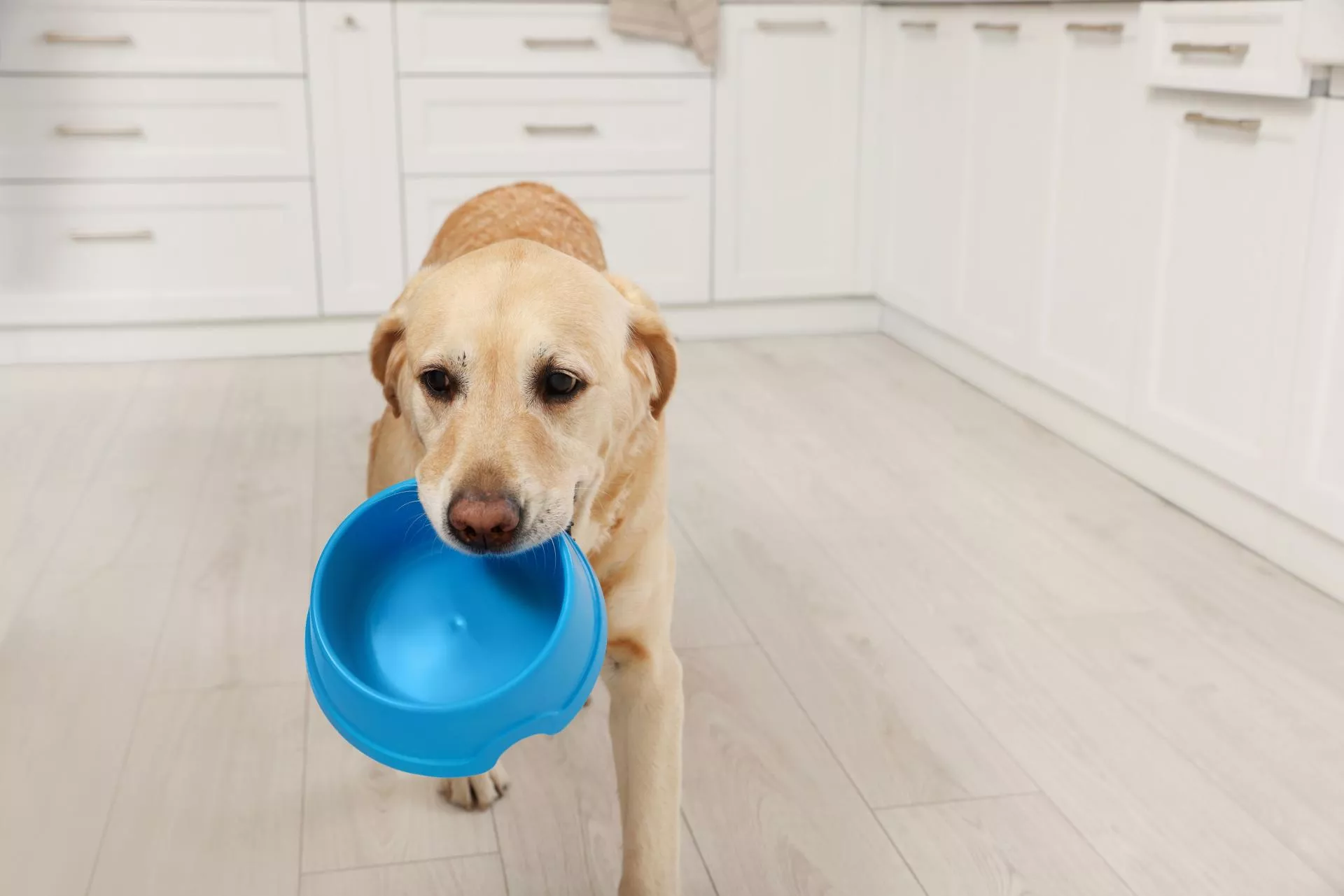 Nowi gracze na rynku pet food. Jak catering dla zwierząt buduje swoją pozycję?