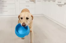 Nowi gracze na rynku pet food. Catering dla zwierząt buduje pozycję (fot. Shutterstock)