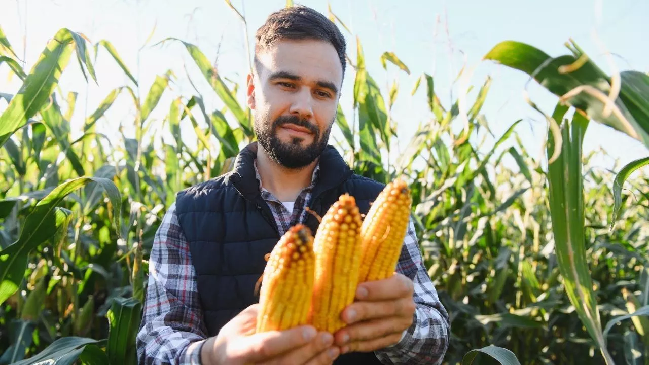 Wojna w Iranie a perspektywy wzrostu cen żywności. Które surowce są najbardziej narażone?
