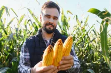 Wzrosty cen najsilniej uderzą w rośliny wysiewane w kwietniu i maju, takie jak np. kukurydza (fot. Shutterstock)