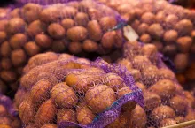 Ceny ziemniaków poniżej zera w UE (fot. Sgr)