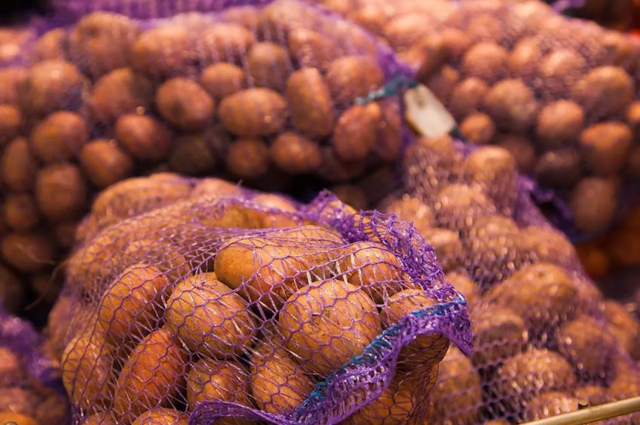 Ceny ziemniaków poniżej zera w UE (fot. Sgr)