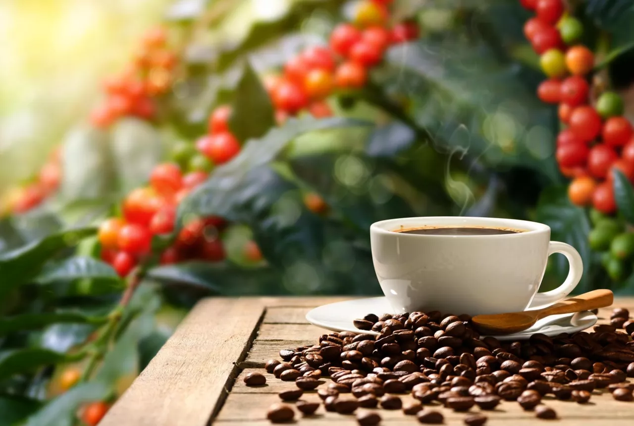 Trend rosnących cen kawy tak prędko się nie zatrzyma (fot. Shutterstock)